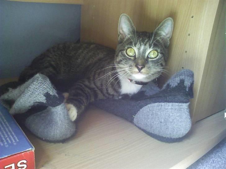 Blanding af racer Futte billede 7