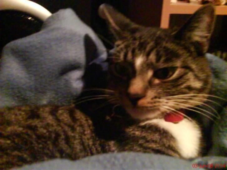 Blanding af racer Futte billede 8