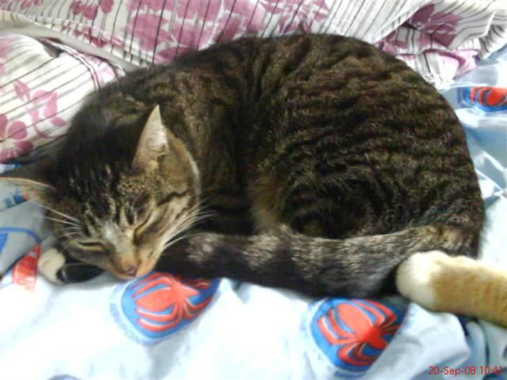 Blanding af racer Futte billede 9