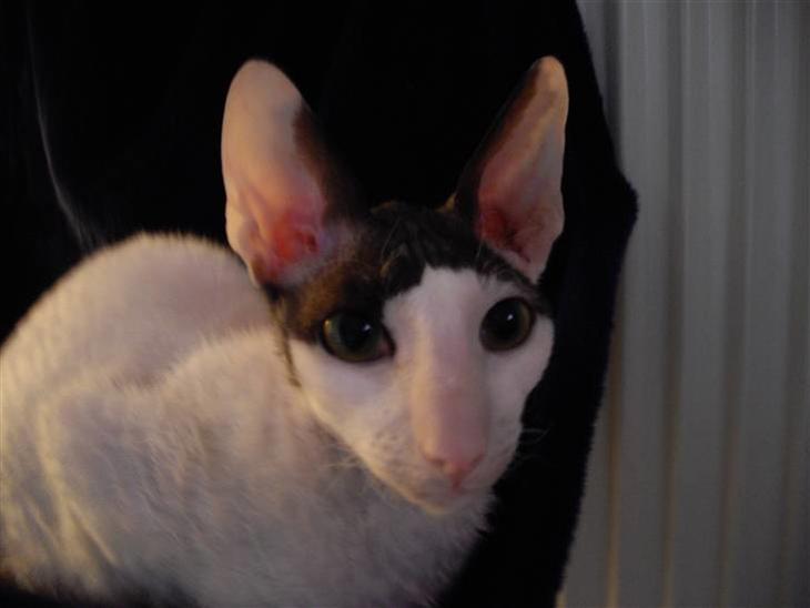 Cornish Rex Timon af Tokkeløkkehus billede 1