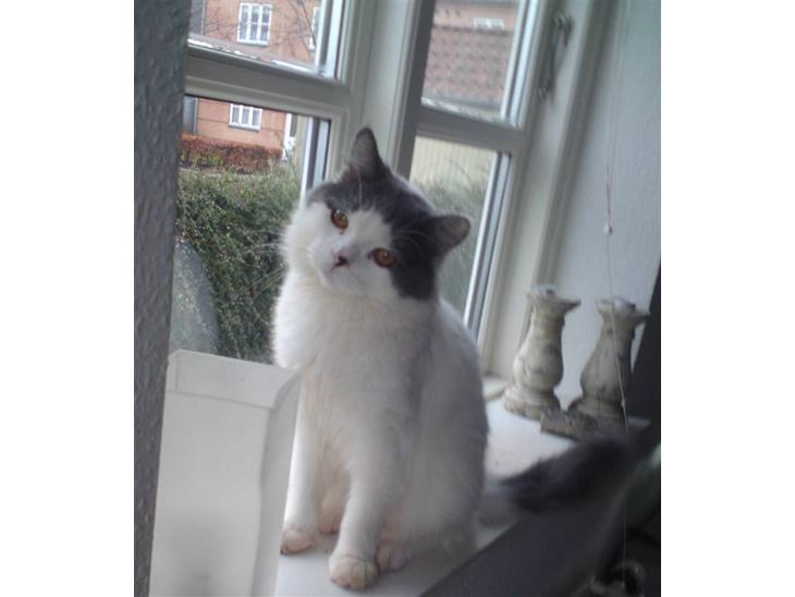 {{currentPhoto.altText}} billede {{currentPhoto.number}}