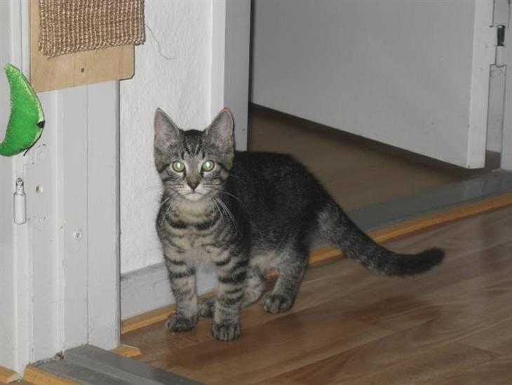 Huskat Bertil - Det første billede der blev taget af ham :) billede 1