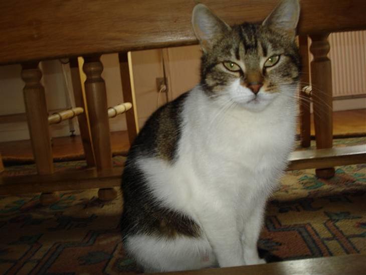 {{currentPhoto.altText}} billede {{currentPhoto.number}}