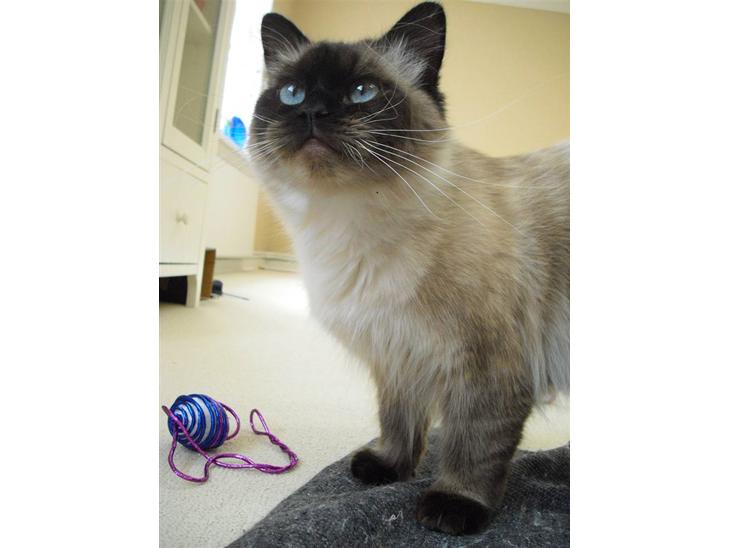Hellig Birma Tidligere kat Düchess billede 1
