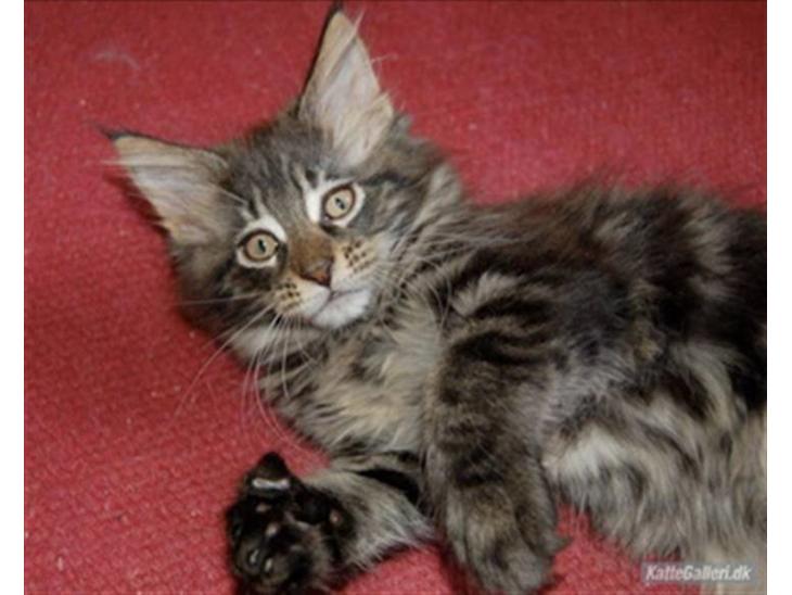Maine Coon DK Poly-Cat´s Cheela P billede 1