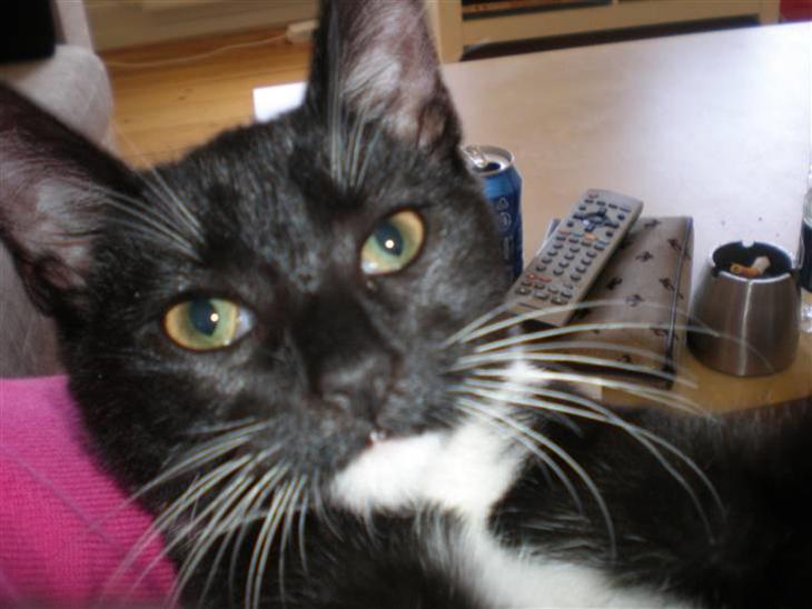 {{currentPhoto.altText}} billede {{currentPhoto.number}}