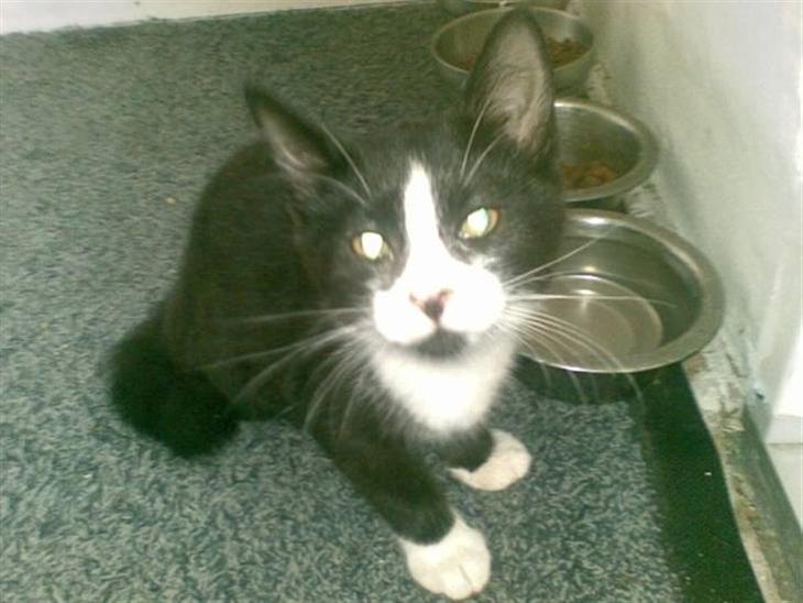 {{currentPhoto.altText}} billede {{currentPhoto.number}}