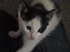 Huskat Zoro
