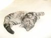 British Shorthair Wiki's Emil