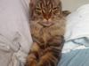 Maine Coon Kunta