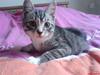 Huskat Basse´s bastian