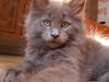 Maine Coon Micharlo's Duan Sardor