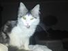 Maine Coon Bacardi