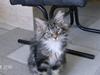 Maine Coon Tessa