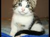 Huskat Moby