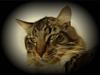 Maine Coon Nemo