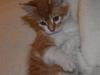 Maine Coon Lukas R.I.P ? :(