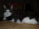 Blanding af racer Bamse