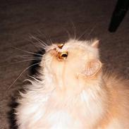 Perser Monster<3<3