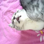 Huskat Basse´s bastian