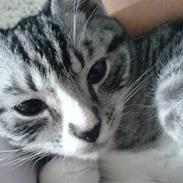 Huskat Basse´s bastian