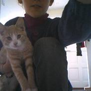 Blanding af racer Chillie