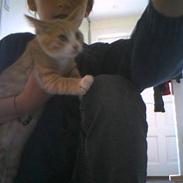 Blanding af racer Chillie