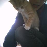 Blanding af racer Chillie