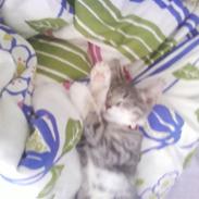 Huskat Kitty Eskildsen Nissen