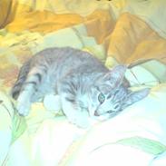 Huskat Kitty Eskildsen Nissen