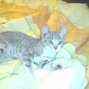 Huskat Kitty Eskildsen Nissen