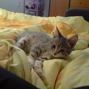 Huskat Kitty Eskildsen Nissen
