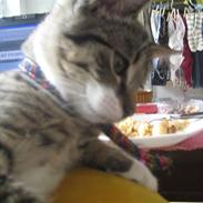 Huskat laban