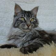 Maine Coon CH.SnowAngels Silver Star