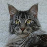 Maine Coon CH.SnowAngels Silver Star