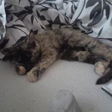 Blanding af racer luna