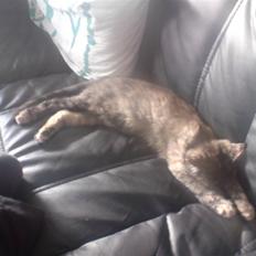 Blanding af racer luna