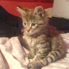 Blanding af racer Perle