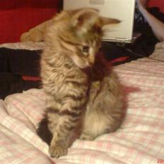 Blanding af racer Perle