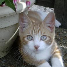 Blanding af racer Muzzie