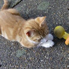 Blanding af racer Muzzie