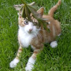 Blanding af racer Muzzie