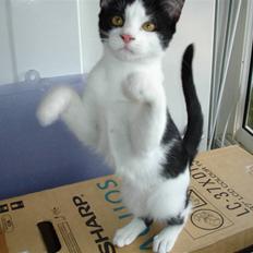 Blanding af racer Laban