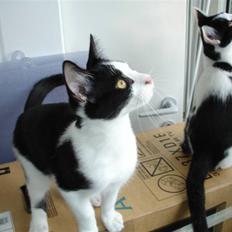 Blanding af racer Laban