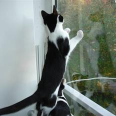 Blanding af racer Laban