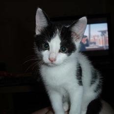 Blanding af racer Plet