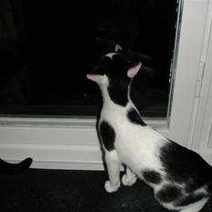 Blanding af racer Plet