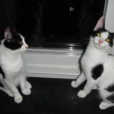 Blanding af racer Plet