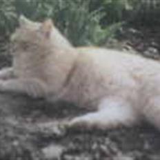 Blanding af racer Felix *DØD*