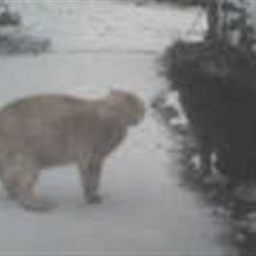 Blanding af racer Felix *DØD*